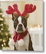 Boston Terrier Wearing Reindeer Antlers In Front Of Christmas Tree, Close-up Metal Print