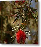 Bottle Brush Tree Metal Print