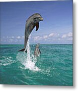 Bottlenose Dolphin Leaping Caribbean Metal Print