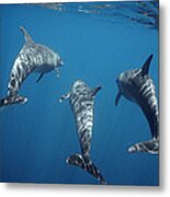 Bottlenose Dolphin Trio Galapagos Metal Print