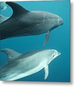Bottlenose Dolphins Galapagos Islands Metal Print