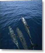 Bottlenose Dolphins Surfacing Shark Bay Metal Print