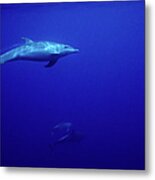Bottlenosed Dolphin In Blue Metal Print