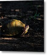Box Turtle At Sunrise On Old Erbie Road Metal Print