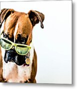 Boxer Dog With Bright Green Sunglasses Metal Print