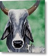 Brahma Bull Metal Print