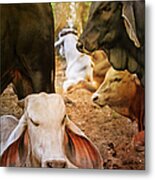 Brahman Cattle Vertical Metal Print