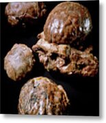 Brain Casts Of Hominid Fossil Australopithecus Sp. Metal Print