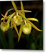 Brassavola Laeliocattleya Orchid Metal Print