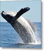 Breaching Humpback Whale Megaptera Novaeangliae Metal Print