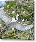 Breeding Great Egret In Flight Metal Print