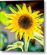 Bright And Sunny Metal Print