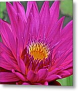 Bright Beauty Metal Print