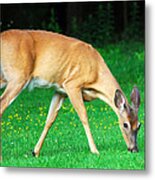 Bright Eyed And Bushy Tailed Metal Print