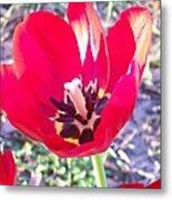 Bright Red Tulip Metal Print