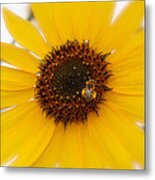 Vibrant Bright Yellow Sunflower With Honey Bee Metal Print