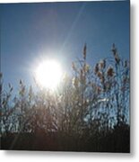 Brilliance In The Grasses Metal Print