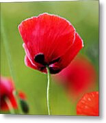 Brilliant Red Poppy Flower Metal Print