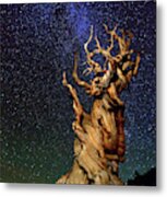 Bristlecone Pine Metal Print