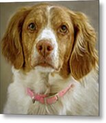 Brittany Portrait Metal Print