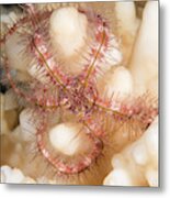 Brittlestar On A Reef Metal Print