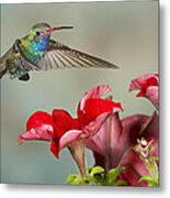 Broad Billed Hummingbird 4 Metal Print
