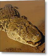 Broad-snouted Caiman South America Metal Print