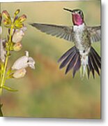 Broad Tailed Hummingbird 2 Metal Print