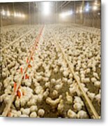 Broiler Chickens In Poultry House Metal Print