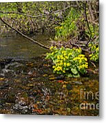 Brook Trout Country Metal Print