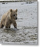 Brown Bear Cub In Shallow Water Walking Upstrream Metal Print