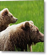 Brown Bear Cub Standing On Mothers Back Metal Print