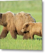 Brown Bear Mother And Cub, Alaska Metal Print