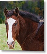 Brown Horse-blue Eyes Metal Print