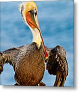 Brown Pelican In A Pose Metal Print
