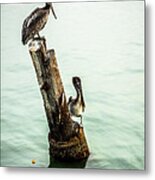 Brown Pelicans Metal Print