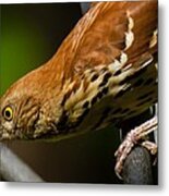 Brown Thrasher Metal Print