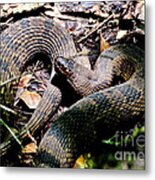 Brown Water Snake Metal Print