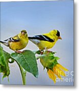 Sunflowers With Goldfinch Metal Print