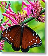 Brush Footed Queen Ins 29 Metal Print