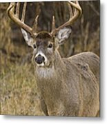 Buck Approaching Metal Print