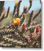 Buckhorn Cholla Cactus Arizona Desert Metal Print