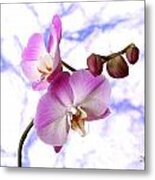 Budding Orchids Metal Print