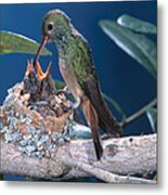 Buff-bellied Hummingbird At Nest Metal Print