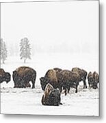 Buffalo Herd In Snow Metal Print
