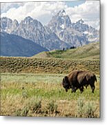 Buffalo In Front Of The Grand Tetons Metal Print