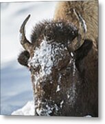 Buffalo In Snow Metal Print