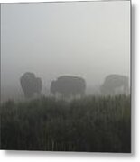 Buffalo In The Mist Metal Print
