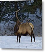 Bull Elk   #9923 Metal Print