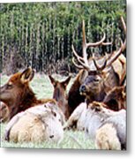 Bull Elk And His Girls 2 Metal Print